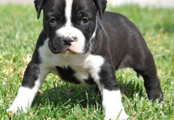 Wunderschöne &nbsp;American Pitbull welpen &nbsp;in Blue