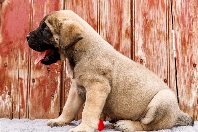 Bullmastiff Welpen suchen ihre Familie