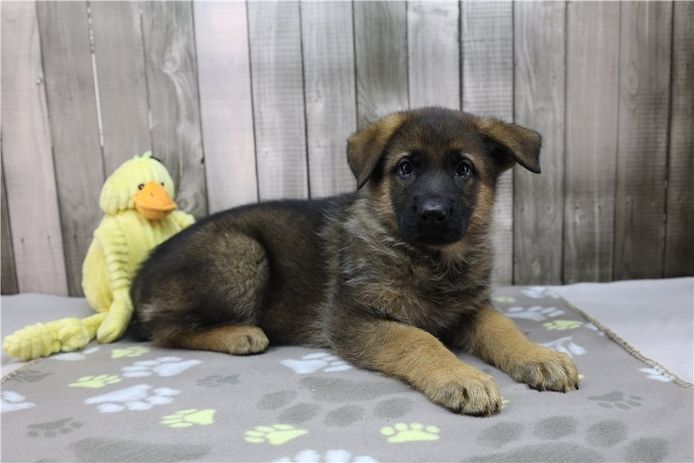 Deutsche Schäferhund Welpen