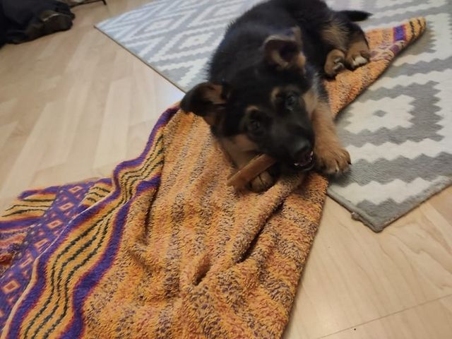 Deutsche Schäferhund Welpen