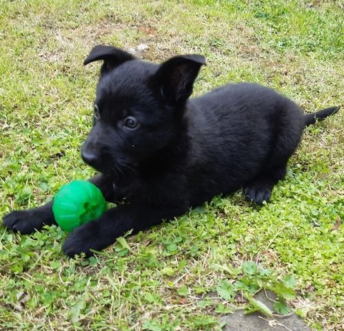 Deutsche Schäferhund Welpen