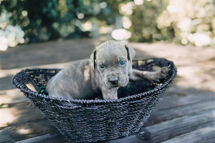 Wunderschöne Blaue cane corso welpen