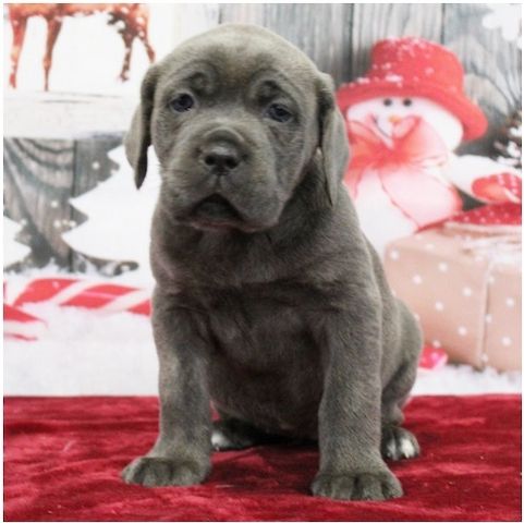 Wunderschöne Blaue cane corso welpen