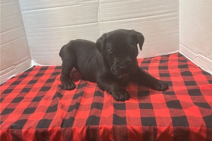 Wunderschöne Blaue cane corso welpen