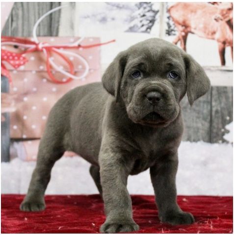 Wunderschöne Blaue cane corso welpen