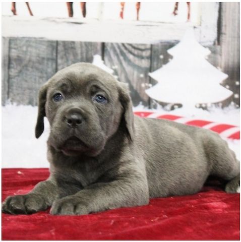 Wunderschöne Blaue cane corso welpen