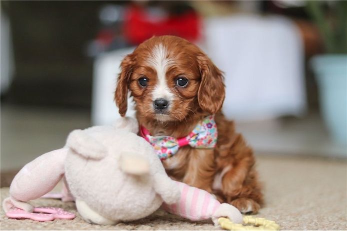 Cavalier King Charles Welpen Rüden und Hündinnen