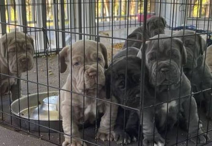 Mastino-Napoletano-Welpen. WhatsApp: +44 7469 456352