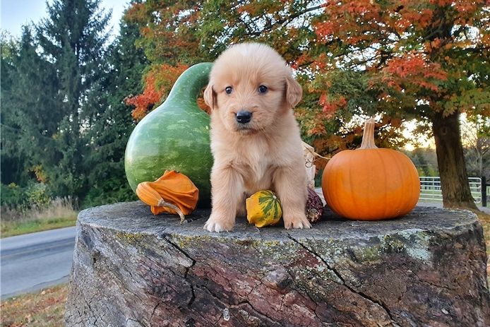 Golden Retriever mit Ahnentafel