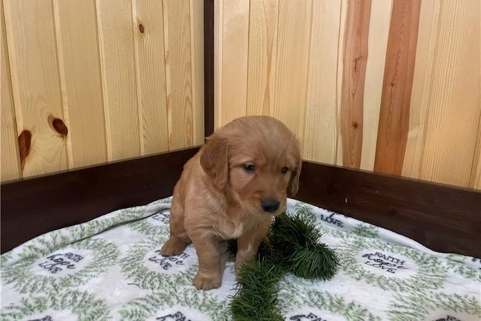 Golden Retriever mit Ahnentafel