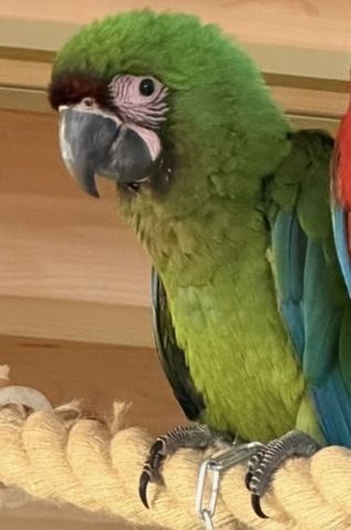 Soldatenara Henne 4 Monate Futterfest Super Zahm