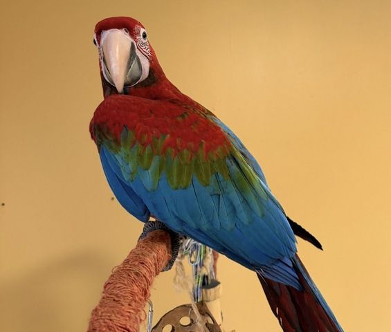 Grünflügel Ara Hahn 5 Monate Futterfest Super Zahm