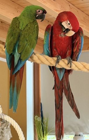 Grünflügel Ara Hahn 5 Monate Futterfest Super Zahm