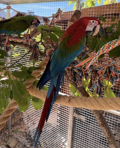 Grünflügel Ara Hahn 5 Monate Futterfest Super Zahm