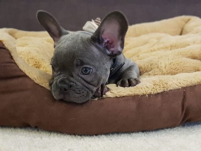 Französische Bulldoggen Welpen (Blue) suchen ein Zuhause