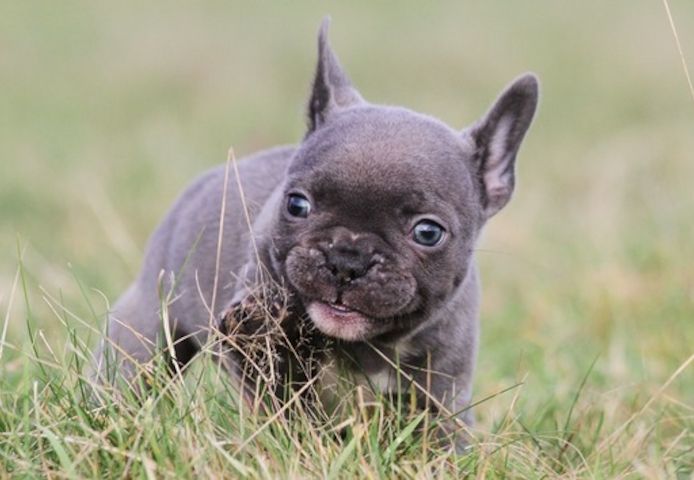 Französische Bulldoggen Welpen (Blue) suchen ein Zuhause