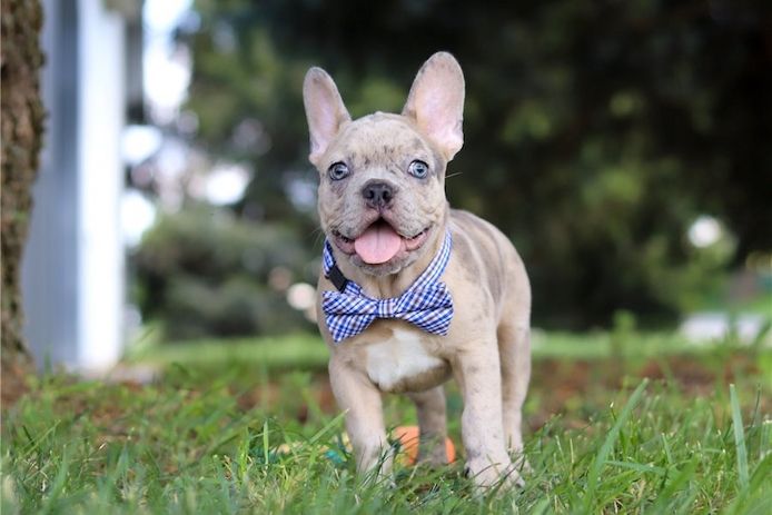 Französische Bulldoggen Welpen (Blue) suchen ein Zuhause