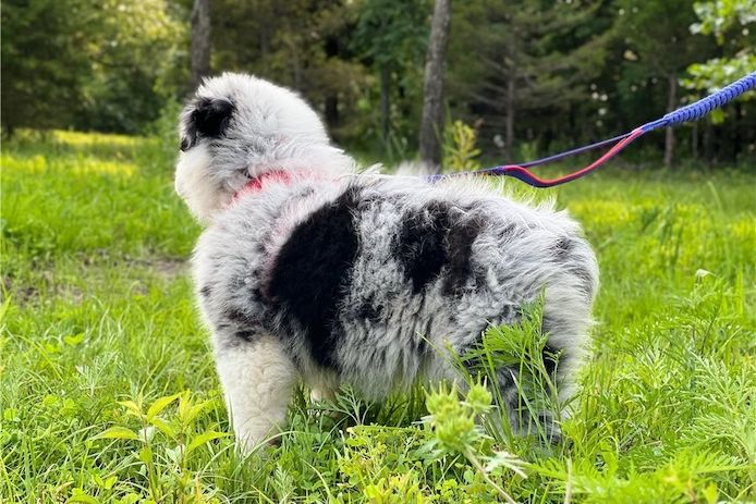 Reinrassige Australian Shepherd Welpen