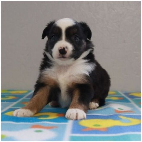 Reinrassige Australian Shepherd Welpen