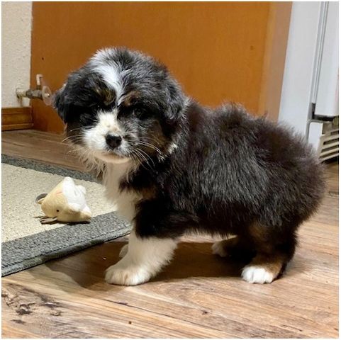 Reinrassige Australian Shepherd Welpen