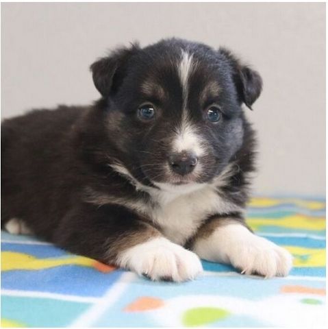 Reinrassige Australian Shepherd Welpen
