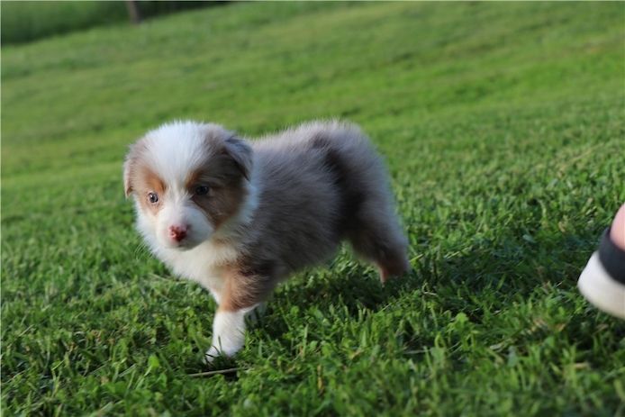 Reinrassige Australian Shepherd Welpen