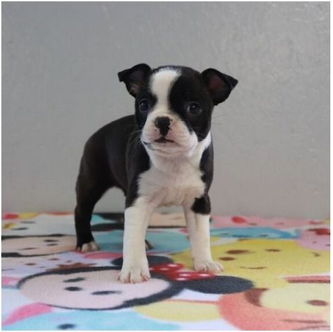 Reinrassige Boston Terrier Welpen