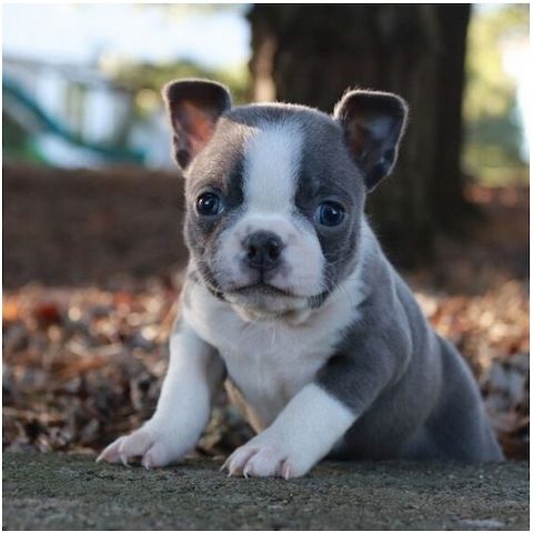 Reinrassige Boston Terrier Welpen
