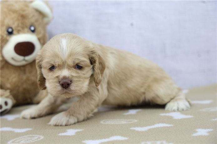 Reinrassige cocker spaniel welpen