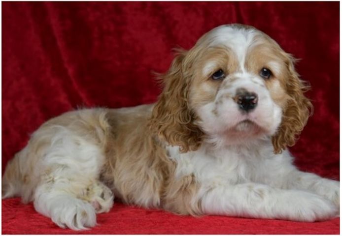 Reinrassige cocker spaniel welpen