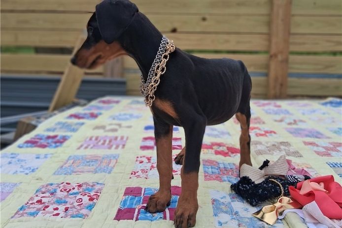 Reinrassige dobermann welpen