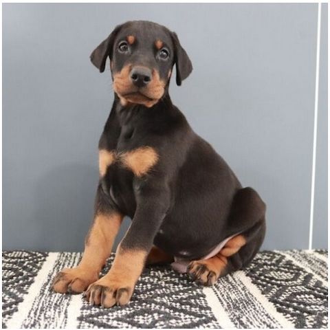 Reinrassige dobermann welpen
