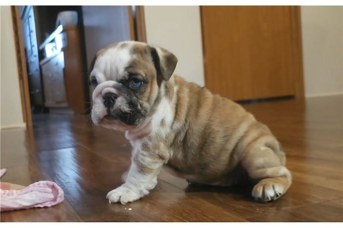 Reinrassige Englische Bulldoggen welpen