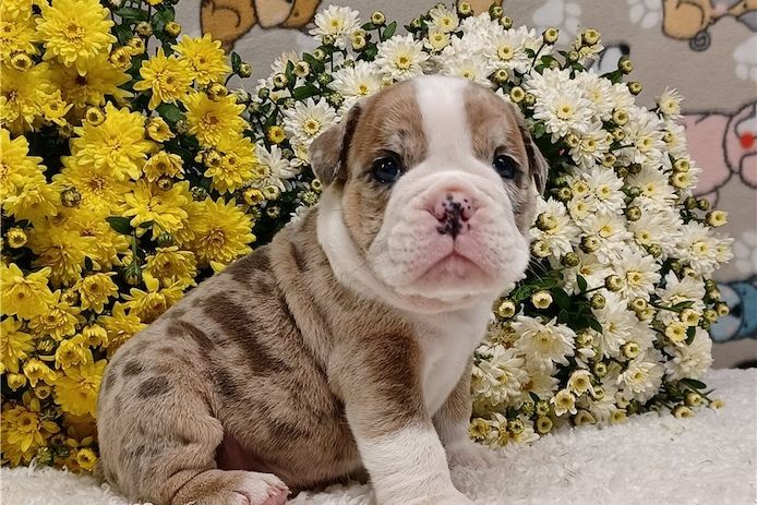 Reinrassige Englische Bulldoggen welpen