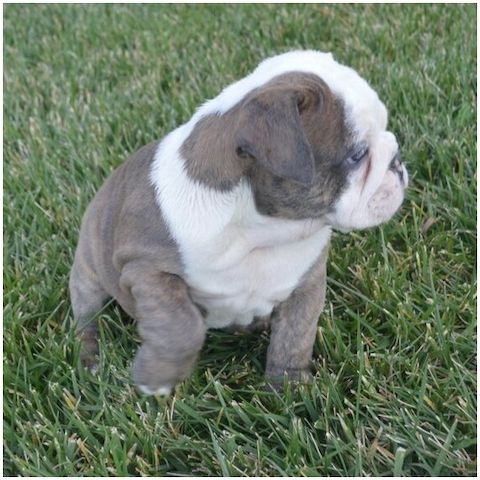 Reinrassige Englische Bulldoggen welpen