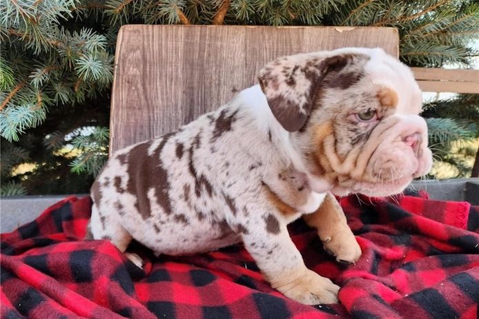 Reinrassige Englische Bulldoggen welpen