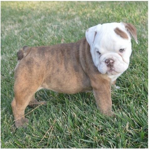 Reinrassige Englische Bulldoggen welpen