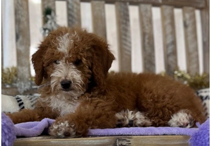 Reinrassige goldendoodle welpen