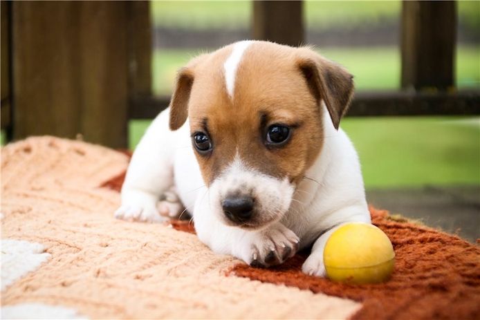 Reinrassige Jack Russell Terrier welpen