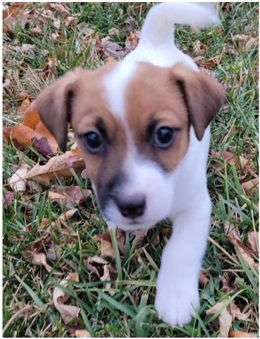 Reinrassige Jack Russell Terrier welpen