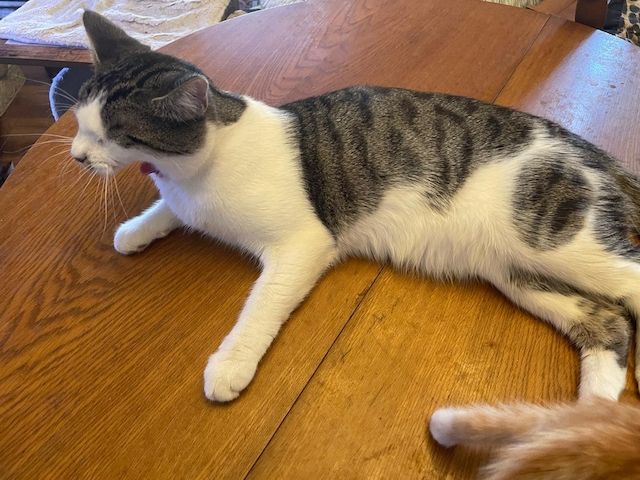 Kater in seltener Farbkombination sucht liebevolles zu Hause auf Lebenszeit
