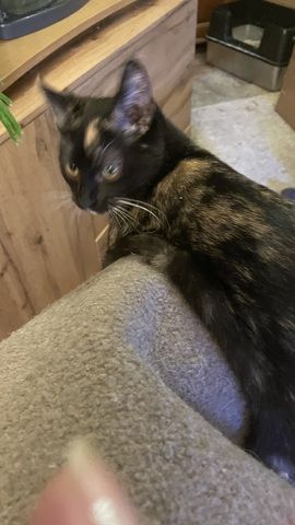 Katzendame  SCHILDPATT / TRICOLR sucht ein liebevolles zu Hause