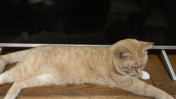 Katzendame  SCHILDPATT / TRICOLR sucht ein liebevolles zu Hause