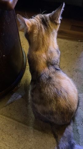 Katzendame  SCHILDPATT / TRICOLR sucht ein liebevolles zu Hause