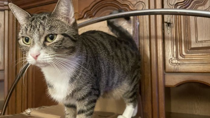 Katzendame  SCHILDPATT / TRICOLR sucht ein liebevolles zu Hause