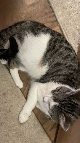 Kater in seltener Farbkombination sucht liebevolles zu Hause auf Lebenszeit