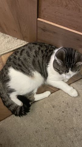 Kater in seltener Farbkombination sucht liebevolles zu Hause auf Lebenszeit