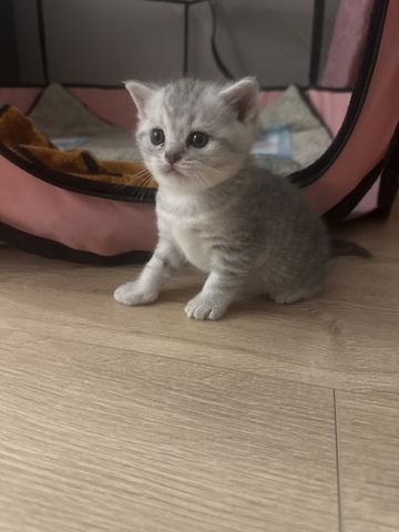 BKH-Kitten
