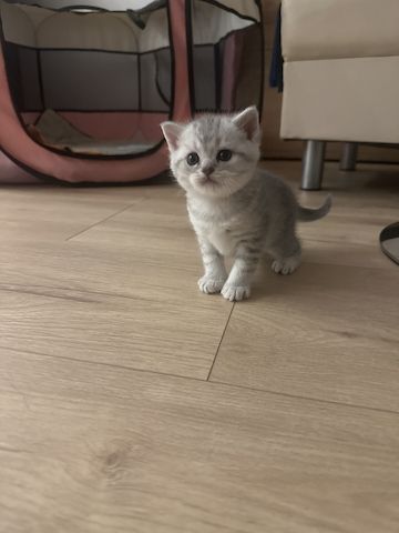 BKH-Kitten