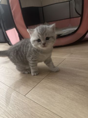 BKH-Kitten